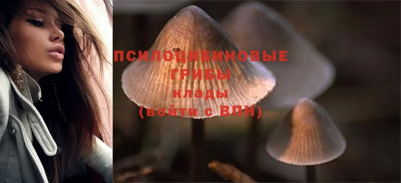 Галлюциногенные грибы Magic Shrooms  omg маркетплейс  Новороссийск  купить наркотики цена 