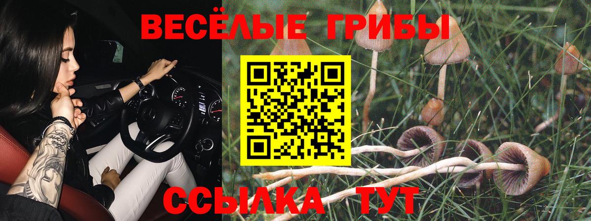 Галлюциногенные грибы Psilocybine cubensis Новороссийск